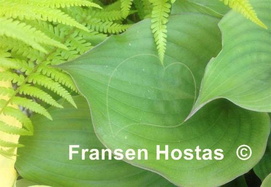 Hosta Hanjas Red Edge